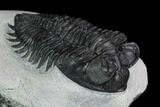 Coltraneia Trilobite Fossil - Huge Faceted Eyes #125090-3